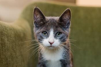 Cecilia -  Domestic Short Hair Cat for Adoption in Davis, California - Cecilia | PetCurious