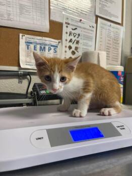 Domestic Short Hair Cats Available for Adoption in Bolivar, Missouri - Chippy Dippy Dopey Dup | PetCurious