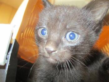 Domestic Short Hair Cats Available for Adoption in Ocala, Florida - HUTCH | PetCurious
