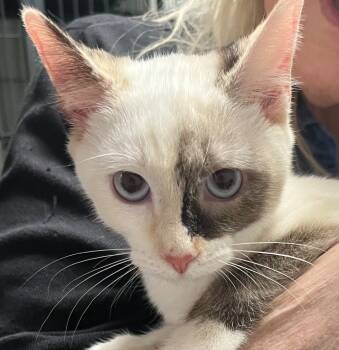 Rescue Domestic Short Hair Cats for Adoption in Saginaw, Michigan - Patchie | PetCurious