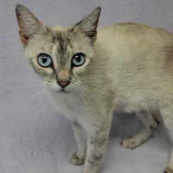 French Fry -  Siamese Cat Available for Adoption in Valdosta, Georgia - French Fry | PetCurious