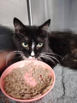 Hiss -  Domestic Medium Hair Cat for Adoption in Republic, Missouri - Hiss | PetCurious