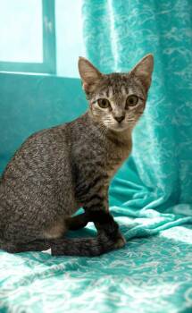 Rescue Tabby Cats for Adoption in Houston, Texas - Larry | PetCurious