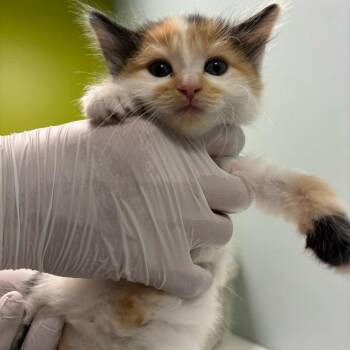 Suzy Sheep -  Domestic Long Hair Cat for Adoption in Mooresville, North Carolina - Suzy Sheep | PetCurious