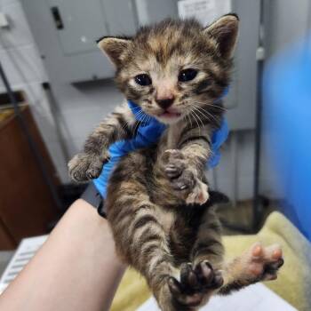Dinah -  Domestic Short Hair Cat for Adoption in Summerville, South Carolina - Dinah | PetCurious