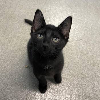 Kool -  Domestic Short Hair Cat for Adoption in Carencro, Louisiana - Kool | PetCurious
