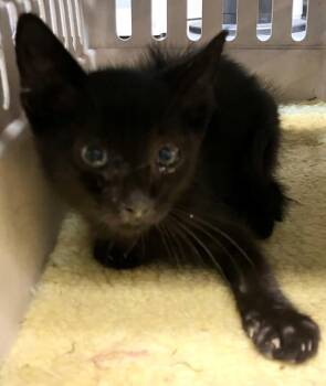 Mustard -  Domestic Short Hair Cat for Adoption - Mustard | PetCurious