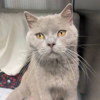 Mia -  Domestic Short Hair Cat for Adoption in Hendersonville, North Carolina - Mia | PetCurious