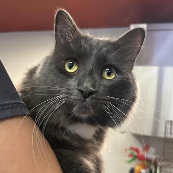 Midnight -  Domestic Medium Hair Cat for Adoption in San Gabriel, California - Midnight | PetCurious