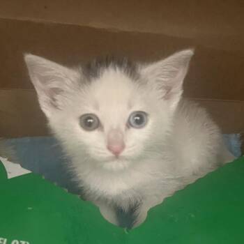 Haaland -  Domestic Short Hair Cat for Adoption in Bismarck, North Dakota - Haaland | PetCurious