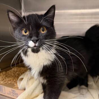 Books -  Domestic Short Hair Cat for Adoption in Cody, Wyoming - Books | PetCurious