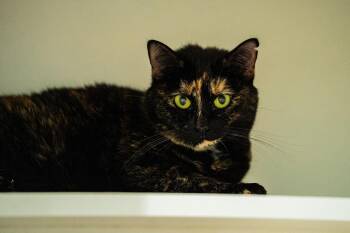 Tori -  Domestic Short Hair Cat for Adoption in Morgantown, West Virginia - Tori | PetCurious