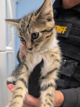 Arrow -  Domestic Short Hair Cat Available for Adoption - Arrow | PetCurious