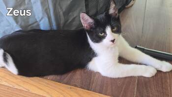 Rescue Tuxedo Cats for Adoption in Fort Erie, Ontario - Zeus | PetCurious