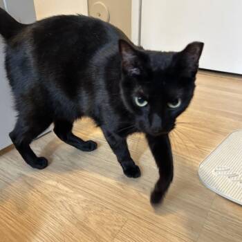 Anita -  Domestic Short Hair Cat for Adoption in Buffalo, New York - Anita | PetCurious