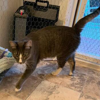 Jalapeno -  Domestic Short Hair Cat for Adoption in Evergreen, Colorado - Jalapeno | PetCurious