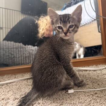 Boulder -  Domestic Short Hair Cat for Adoption in Long Beach, California - Boulder | PetCurious
