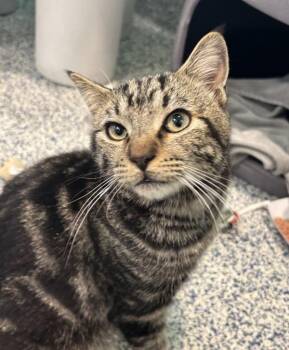 Domestic Short Hair Cats Available for Adoption in Golden, Colorado - Canopy | PetCurious