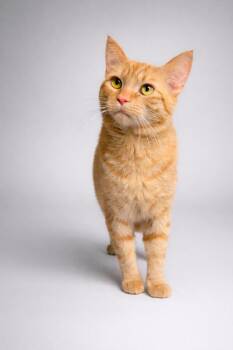 Domestic Short Hair Cats Available for Adoption - Dorito | PetCurious