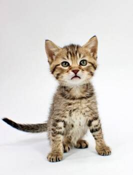 Calvin -  Himalayan and Domestic Short Hair Cat for Adoption in Morton Grove, Illinois - Calvin | PetCurious