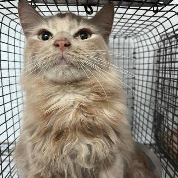 Domestic Medium Hair Cats Available for Adoption in Edinburg, Texas - Jar Jar Binks | PetCurious