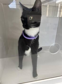 PINKY -  Domestic Short Hair Cat for Adoption in Winter Haven, Florida - PINKY | PetCurious