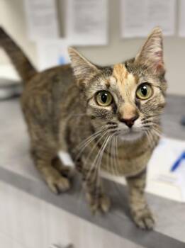 Domestic Short Hair Cats Available for Adoption in Bemidji, Minnesota - Luna | PetCurious