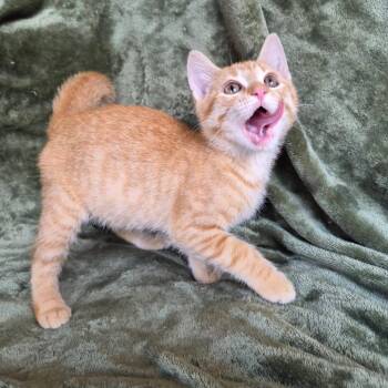 Flareon -  Domestic Short Hair Cat for Adoption in Lexington, Kentucky - Flareon | PetCurious