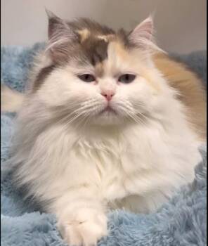 MISTY -  Persian Cat for Adoption in Madison, Wisconsin - MISTY | PetCurious