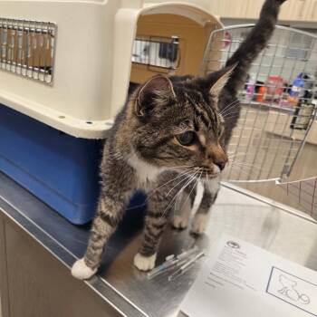 Sgt. Tibbs -  Domestic Short Hair Cat for Adoption in Chattanooga, Tennessee - Sgt. Tibbs | PetCurious