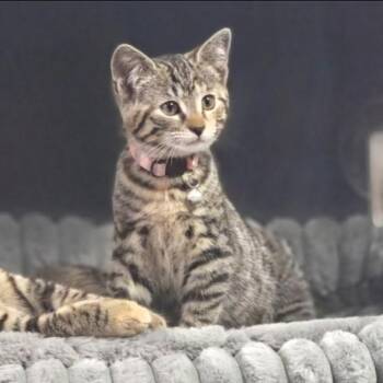 Zag -  Domestic Short Hair Cat for Adoption in Frankfort, Michigan - Zag | PetCurious