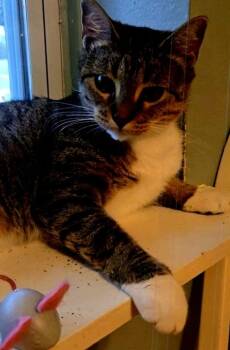 Rescue Domestic Short Hair Cats for Adoption in Dayton, Minnesota - Mia | PetCurious