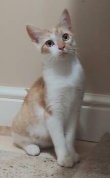 Gum Drop -  Domestic Short Hair Cat for Adoption in Canonsburg, Pennsylvania - Gum Drop | PetCurious