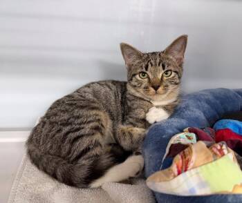 Autumn -  Domestic Short Hair Cat for Adoption in Raleigh, North Carolina - Autumn | PetCurious