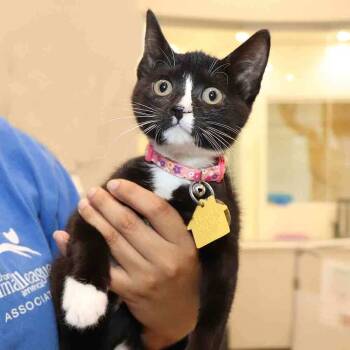 Rescue Domestic Short Hair Cats for Adoption in Port Washington, New York - Poppy | PetCurious
