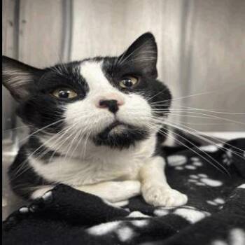 Catrat -  Domestic Short Hair Cat for Adoption in Indianapolis, Indiana - Catrat | PetCurious