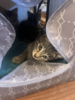 Rescue Tabby Cats for Adoption in Greenville, Delaware - Lil Bit (FCID# 10/29/2025 - 67) DC | PetCurious