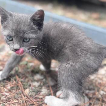 Drake -  Domestic Short Hair Cat for Adoption in Livingston, Texas - Drake | PetCurious