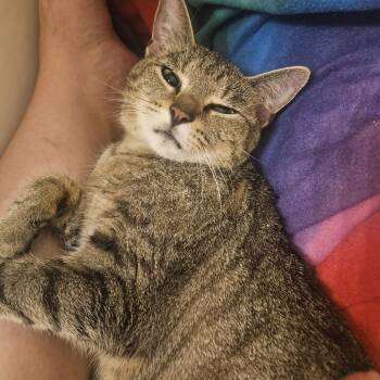 Salsa Roja -  Domestic Short Hair Cat for Adoption in Edwardsville, Illinois - Salsa Roja | PetCurious