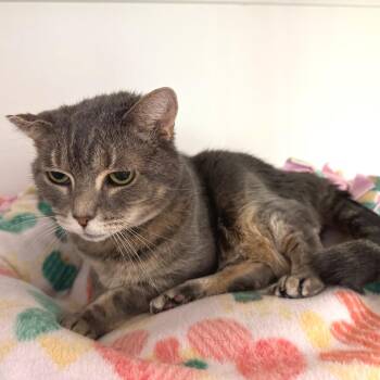 Domestic Short Hair Cats Available for Adoption in Port Angeles, Washington - Chloe | PetCurious