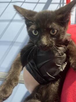BOK CHOY -  Domestic Short Hair Cat for Adoption in San Bernardino, California - BOK CHOY | PetCurious