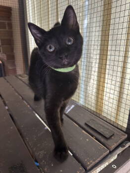 Rescue Domestic Short Hair Cats for Adoption in Frisco, Texas - CoCo Kitty K | PetCurious