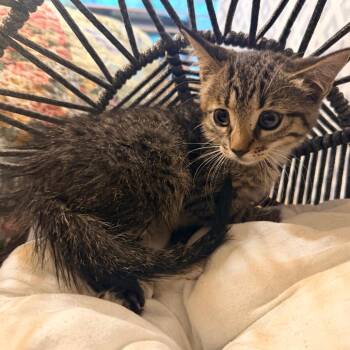 Luffy -  Domestic Short Hair Cat for Adoption in Lewisville, Texas - Luffy | PetCurious