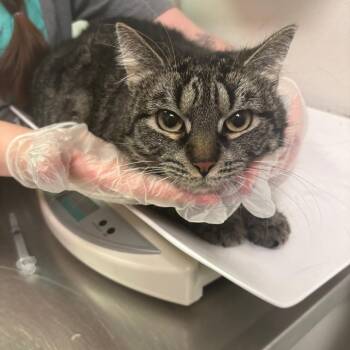 Domestic Medium Hair Cats Available for Adoption - Jelly | PetCurious