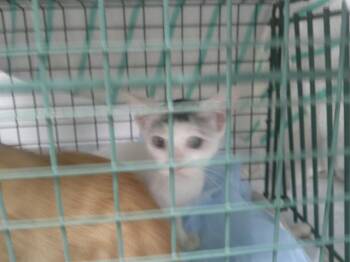 MISSY ELLIOT -  Domestic Short Hair Cat for Adoption in Ocala, Florida - MISSY ELLIOT | PetCurious