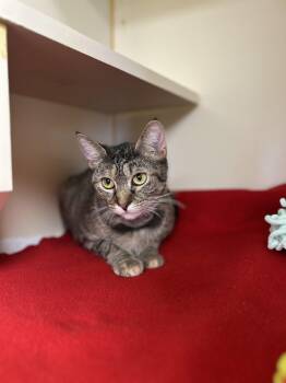 Domestic Short Hair Cats Available for Adoption - Mistletoe | PetCurious