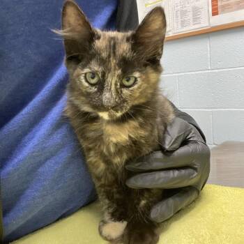 Suzie -  Domestic Medium Hair Cat for Adoption in Riverside, California - Suzie | PetCurious
