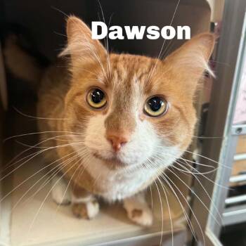 Dawson 260704 -  Domestic Medium Hair Cat for Adoption in Gladstone, Michigan - Dawson 260704 | PetCurious