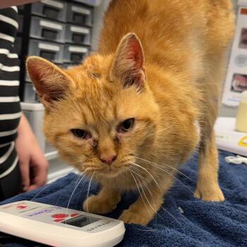 Domestic Short Hair Cats Available for Adoption - Honky Tonk | PetCurious