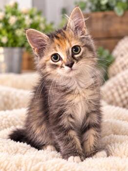 Baby Girl (Bev-fostered in New England) -  Tabby and Domestic Medium Hair Cat for Adoption in Brighton, Tennessee - Baby Girl (Bev-fostered In New England) | PetCurious